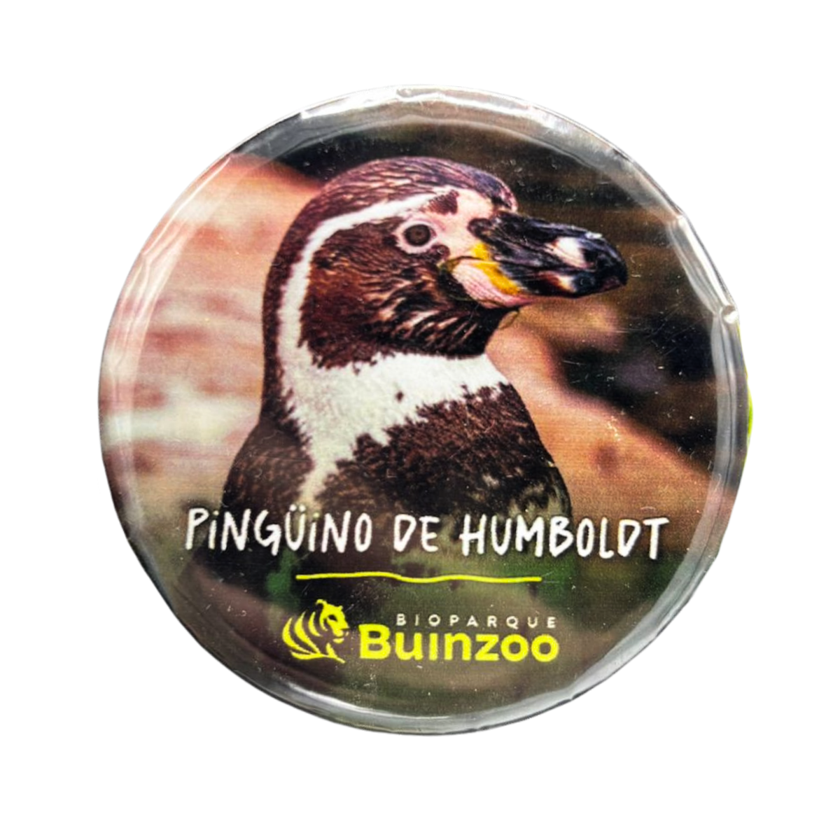 Chapita Pequeña Animales del Bioparque Buinzoo