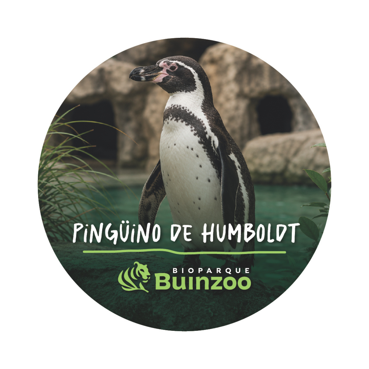 Destapador Imán forma Chapita de Animales del Bioparque Buinzoo