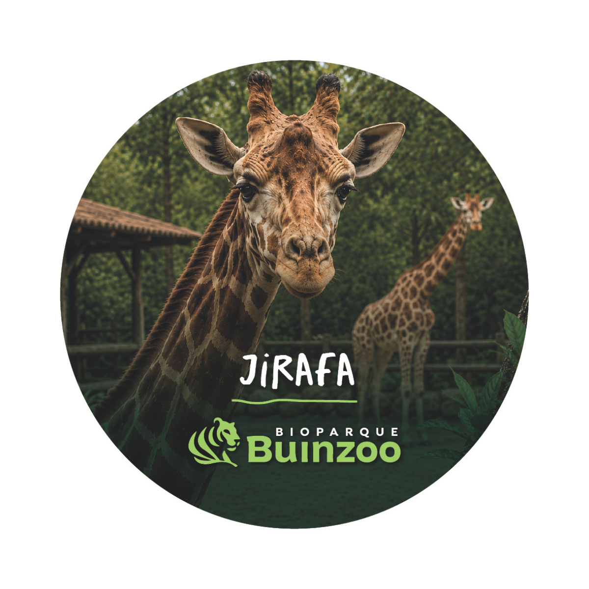 Chapita Grande Animales del Bioparque Buinzoo