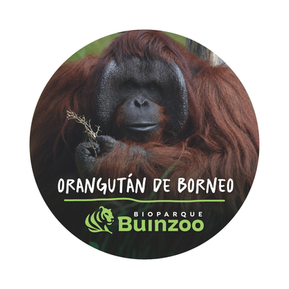 Destapador Imán forma Chapita de Animales del Bioparque Buinzoo