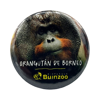 Chapita Pequeña Animales del Bioparque Buinzoo