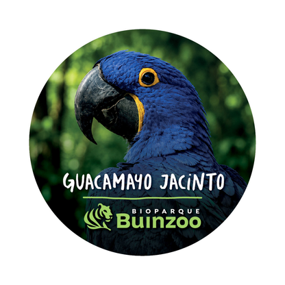 Chapita Grande Animales del Bioparque Buinzoo