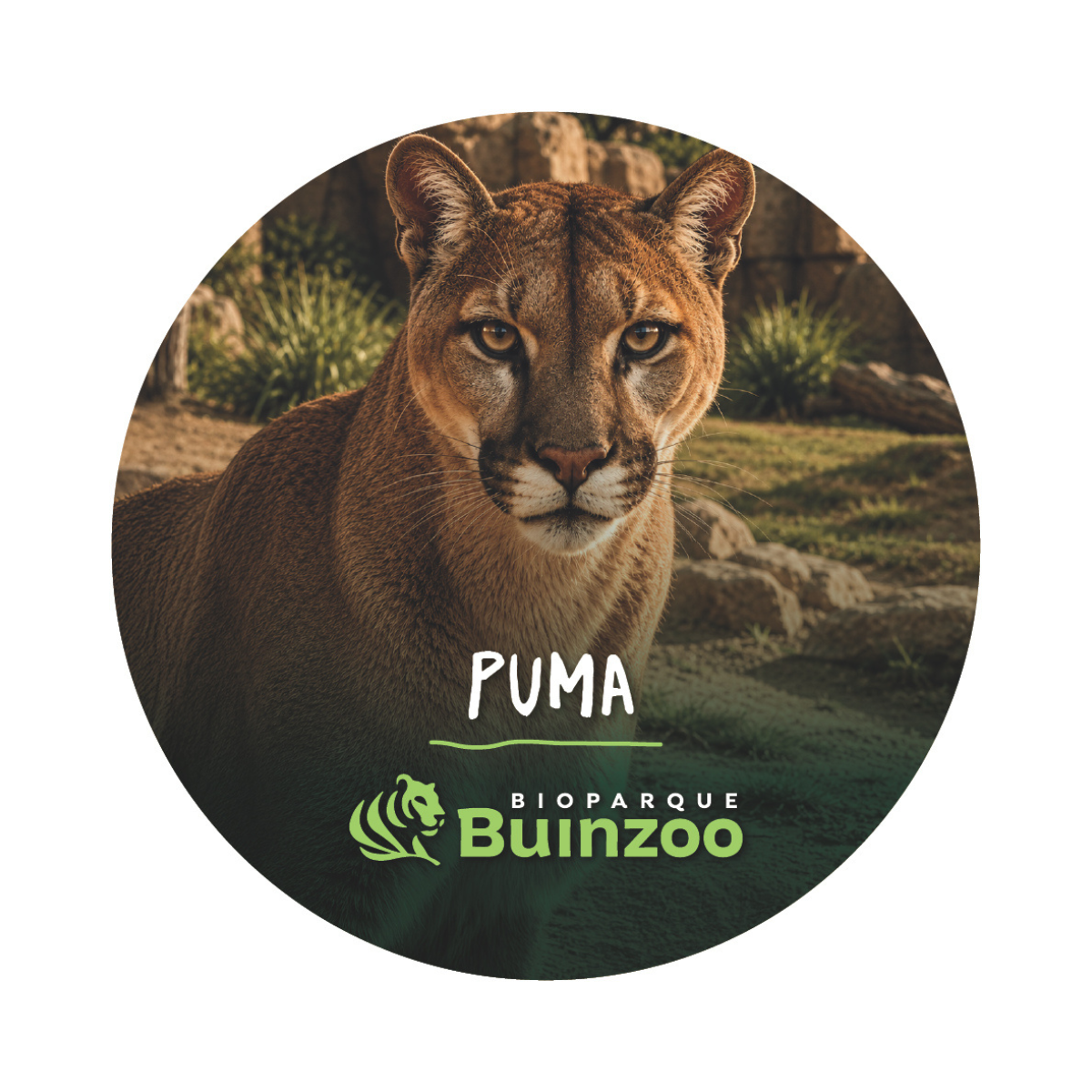 Chapita Grande Animales del Bioparque Buinzoo