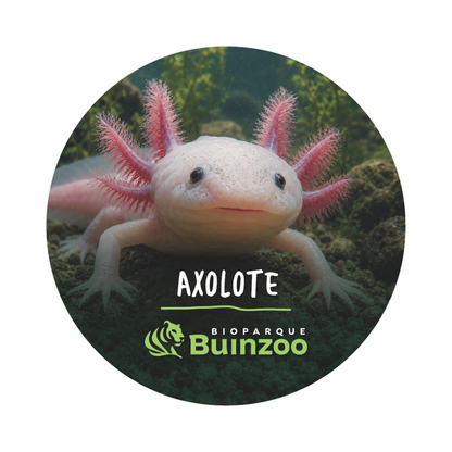 Chapita Grande Animales del Bioparque Buinzoo