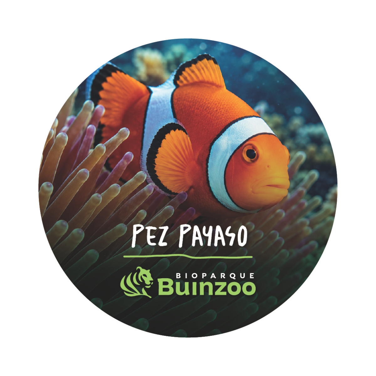 Chapita Grande Animales del Bioparque Buinzoo